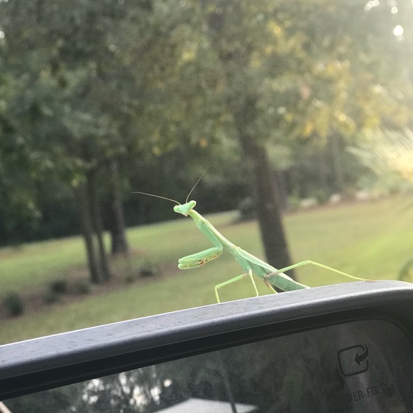 Meet your Posher, Swilley V - Picture 8 of 8